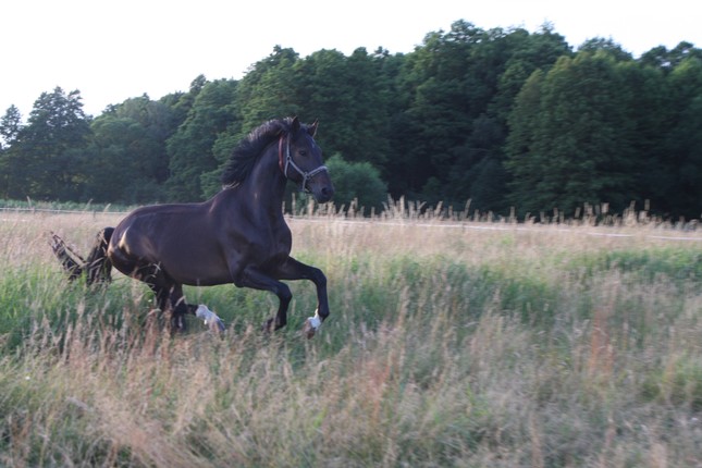 Lipizzaner im Galopp