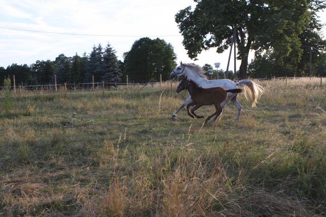 Lipizzaner mit Fohlen