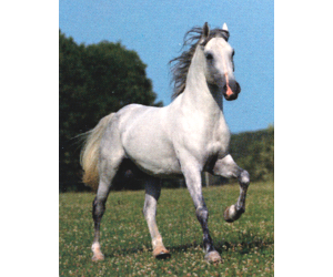 Burgberg Favory AllegraXLI