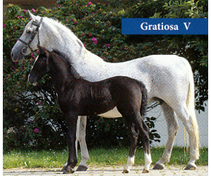 Burgberg Gratiosa V